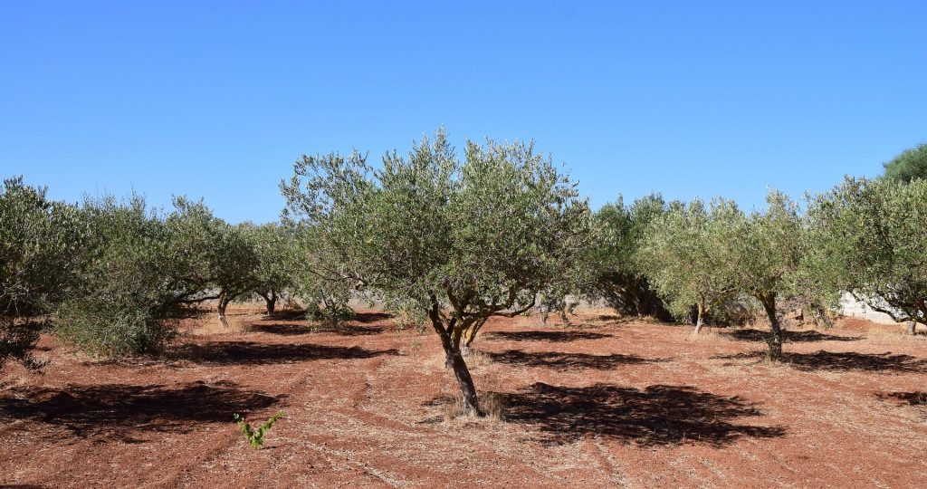 Βόλος: Μια οικογένεια σε πόλεμο για ένα κτήμα με ελιές