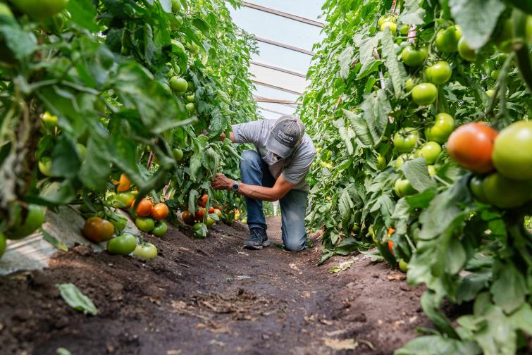 Η Syngenta επιστρατεύει το AI για ανίχνευση της βέλτιστης ποικιλίας για παραγωγούς λαχανικών - Fresher