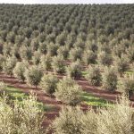 Συνεταιριστικές προβλέψεις για μείωση 3% της φετινής ισπανικής παραγωγής ελαιολάδου