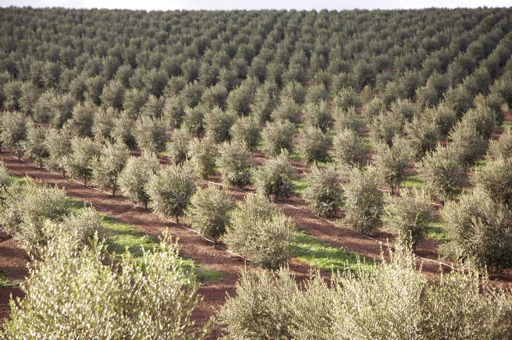 Συνεταιριστικές προβλέψεις για μείωση 3% της φετινής ισπανικής παραγωγής ελαιολάδου