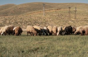 Αναβάλλεται η πανελλήνια γιορτή φέτας στην Ελασσόνα λόγω επέλασης ευλογιάς - Τυροκόμος