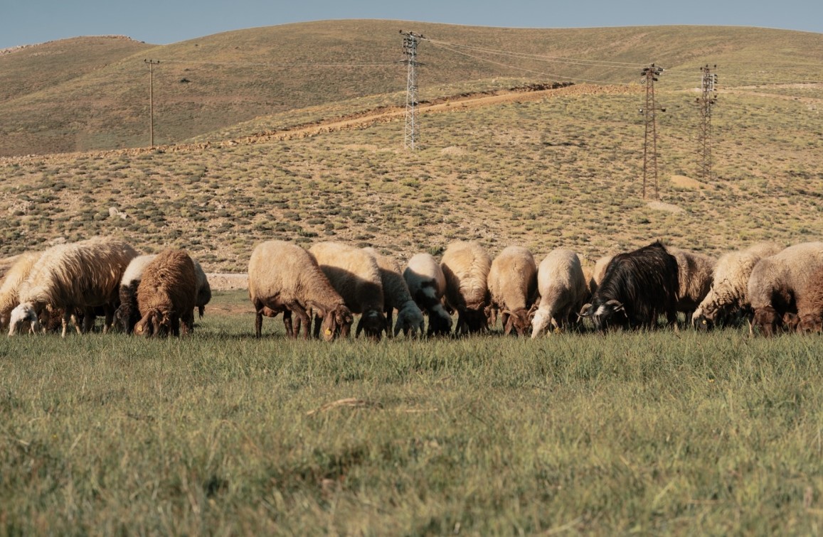 Αναβάλλεται η πανελλήνια γιορτή φέτας στην Ελασσόνα λόγω επέλασης ευλογιάς - Τυροκόμος