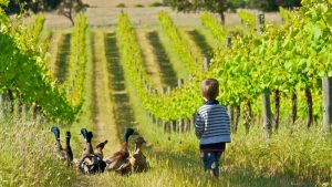 Η παγκόσμια αγορά βιολογικού οίνου θα ξεπεράσει τα 21 δισ. δολάρια έως το 2030 - Winetrails