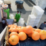 Η Fresh Del Monte επεκτείνει την προμήθεια εσπεριδοειδών της στην Ευρώπη με εισαγωγή πορτοκαλιών Ουρουγουάης
