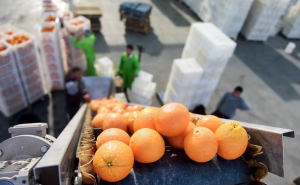 Η Fresh Del Monte επεκτείνει την προμήθεια εσπεριδοειδών της στην Ευρώπη με εισαγωγή πορτοκαλιών Ουρουγουάης