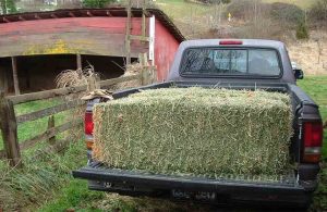 Βήμα σημειωτόν για το πριμ ζωοτροφών, κλείδωσαν ποσά όχι πότε θα μπουν τα λεφτά