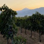 Κατώτερη του αναμενόμενου η εικόνα του φετινού τρύγου ως προς τις τελικές αποδόσεις - Winetrails