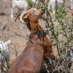 Πρόστιμα ως 12.000 ευρώ σε κτηνοτρόφους για αγροτικές φθορές