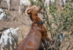 Πρόστιμα ως 12.000 ευρώ σε κτηνοτρόφους για αγροτικές φθορές