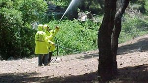 Στο 2% επί της αξίας του ελαιολάδου που παράγεται η εισφορά δακοκτονίας