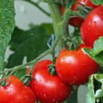 Σημαντική αύξηση στις εξαγωγές ντομάτας και καρπουζιού, προβληματισμός για τα ακτινίδια