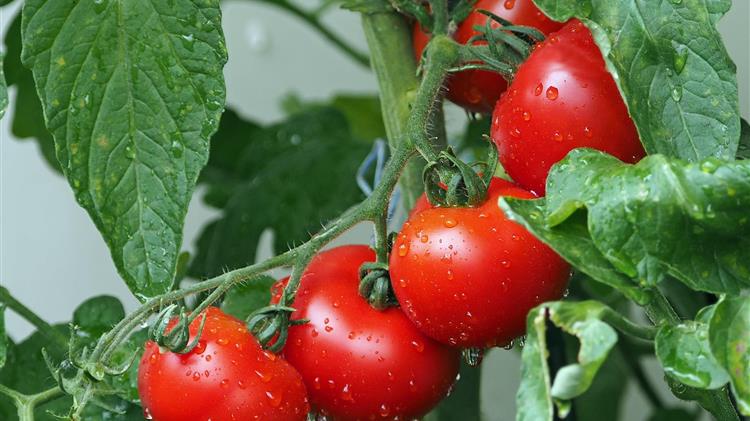Σημαντική αύξηση στις εξαγωγές ντομάτας και καρπουζιού, προβληματισμός για τα ακτινίδια