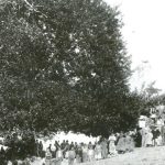 Ένταξη μνημειακού πλατάνου Αγ. Ιωάννη Αρκαδίας στο Δίκτυο Αιωνόβιων Δέντρων Ελληνικής Επανάστασης
