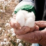 Εγκύκλιος ΟΠΕΚΕΠΕ για την ειδική βάμβακος, η βάση ανά Νομό για τις αποδόσεις 2025