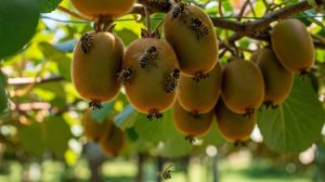 ΕΔΟΑ: Έκτακτη παρέμβαση στο ΥΠΑΑΤ για την παράνομη κοπή και διακίνηση ατυποποίητων ακτινιδίων