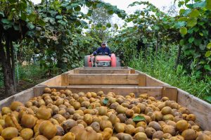 «Κλειδί» για υψηλές αποδόσεις ακτινιδίων η πρόληψη, σημαντικό εργαλείο η συμβουλευτική γεωργία - Fresher