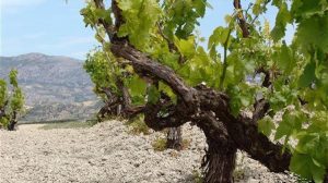 Έναρξη υποβολής αιτήσεων για τη χορήγηση αδειών νέας φύτευσης αμπελώνων έτους 2026