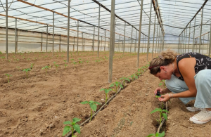 Θωρακίζουν την πιπεριά οι προηγμένες λύσεις προστασίας της Andermatt-Anthesis - Fresher