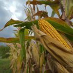 Αμετάβλητος ο Δείκτης Τιμών Τροφίμων του FAO τον Αύγουστο, βλέπει αύξηση παγκόσμιας παραγωγής δημητριακών τη νέα χρονιά