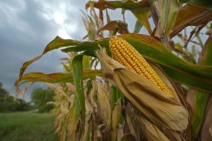 Αμετάβλητος ο Δείκτης Τιμών Τροφίμων του FAO τον Αύγουστο, βλέπει αύξηση παγκόσμιας παραγωγής δημητριακών τη νέα χρονιά