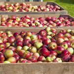 Σταθερές οι επιδόσεις του εμπορίου αγροδιατροφικών προϊόντων της Ευρωπαϊκής Ένωσης τον Μάιο