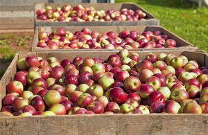 Σταθερές οι επιδόσεις του εμπορίου αγροδιατροφικών προϊόντων της Ευρωπαϊκής Ένωσης τον Μάιο