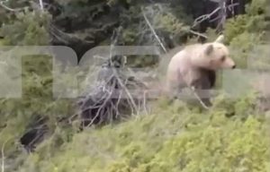 Σοκάρει βίντεο ντοκουμέντο από την επίθεση αρκούδας στον ορειβάτη στη Δράμα – Δείχνει την πτώση του στον γκρεμό