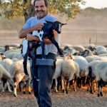 Δυναμική φέτας και ευλογιά μάλλον διευκολύνουν φέτος 1,60 ευρώ στο πρόβειο γάλα - Τυροκόμος