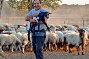 Δυναμική φέτας και ευλογιά μάλλον διευκολύνουν φέτος 1,60 ευρώ στο πρόβειο γάλα - Τυροκόμος