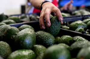 Σε ταραγμένα νερά λόγω μεγάλων όγκων η διεθνής αγορά αβοκάντο - Fresher