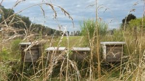 Κόκκαλης σε Κέλλα: Αδικία και εμπαιγμός σε βάρος των μελισσοκόμων