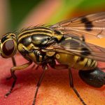 Συναγερμός για την Bactrocera zonata: Ένα νέο επικίνδυνο έντομο απειλεί τις καλλιέργειες