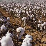 Χωρίς καμία στήριξη οι βαμβακοκαλλιεργητές της Χαλκιδικής