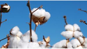 Αγροτικές Ειδήσεις: Επισκέψεις σε πειράματα αγρού από τη BASF με ποικιλίες βαμβακιού FiberMax και Stoneville