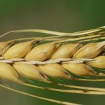 Ρεκόρ στην παραγωγή σιτηρών με το πενταετές σχέδιο της Κίνας