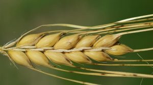 Ρεκόρ στην παραγωγή σιτηρών με το πενταετές σχέδιο της Κίνας