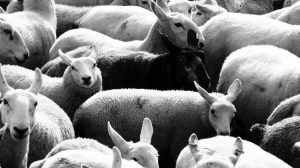 Κρούσματα παστεριδίασης σε κοπάδια προβάτων στη Λέσβο