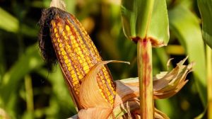 Μειώνεται η παραγωγή καλαμποκιού στη Βουλγαρία λόγω ξηρασίας