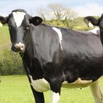 Πώς η συμφωνία Mercosur επηρεάζει τη γεωργία στην Ολλανδία