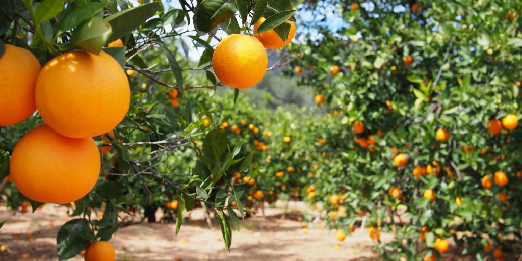 «Συναγερμός» για την εμφάνιση του «δάκου της ροδακινιάς» στη Λακωνία - Fresher