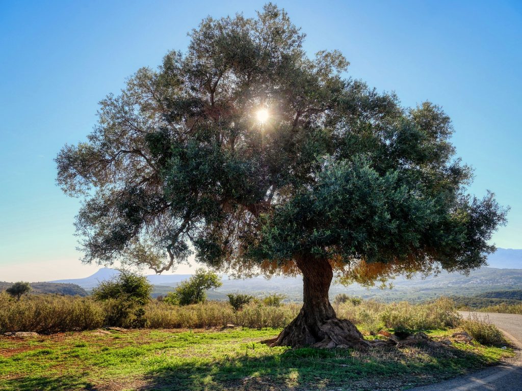Παρατηρητήριο Τιμών Ελαιολάδου και Επιτραπέζιας Ελιάς (19/9/2025)