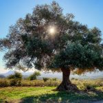 Παρατηρητήριο Τιμών Ελαιολάδου και Επιτραπέζιας Ελιάς (19/9/2025)