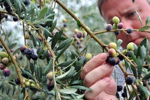 Ελαίας Καρπός