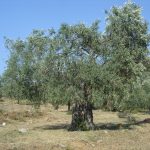 Το ελαιόλαδο ξεπέρασε και τα 5 ευρώ