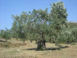Το ελαιόλαδο ξεπέρασε και τα 5 ευρώ