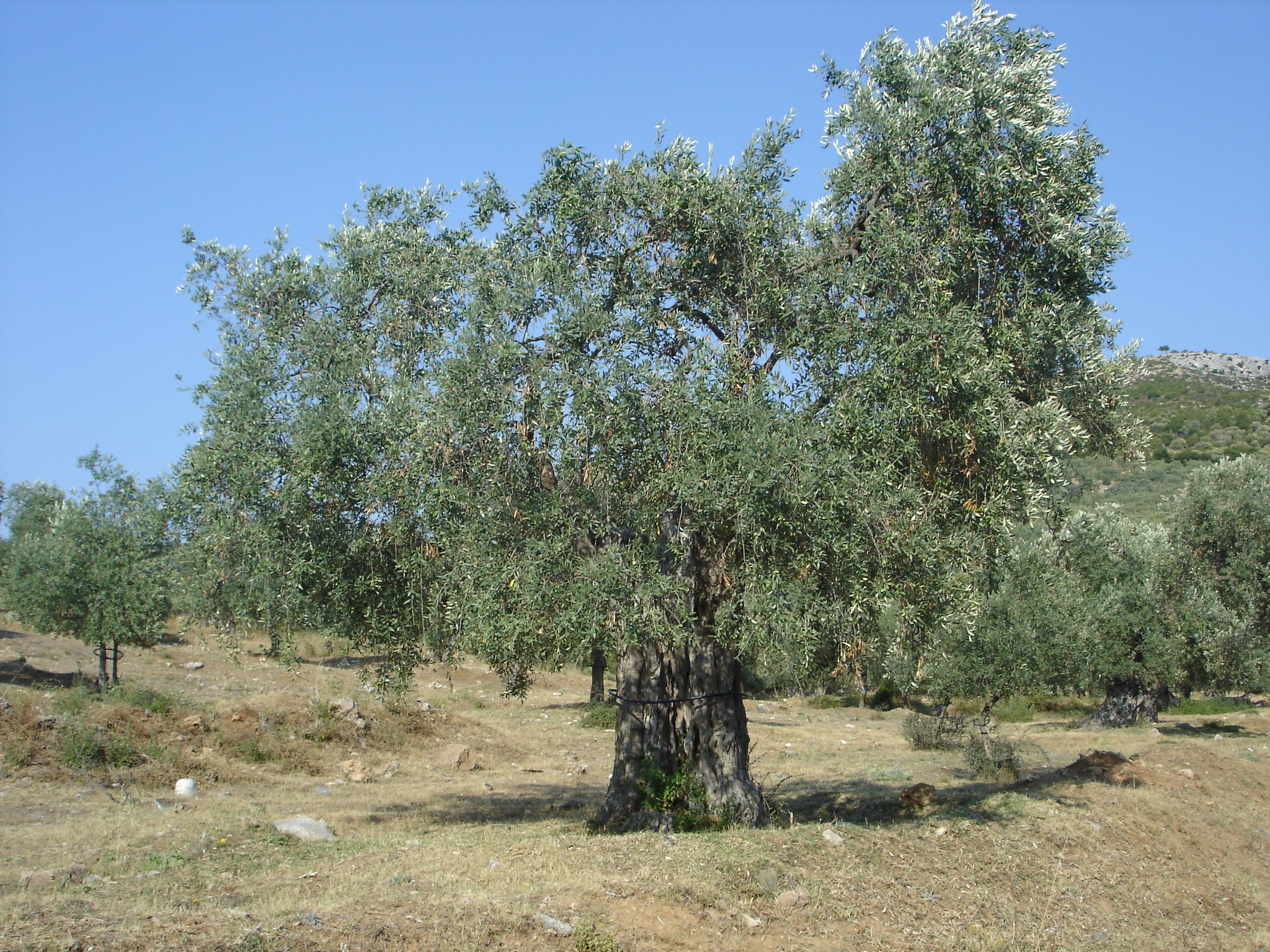 Το ελαιόλαδο ξεπέρασε και τα 5 ευρώ
