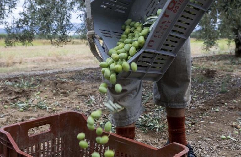 Ελαίας Καρπός