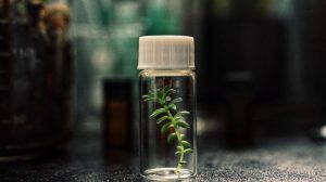 Συμμαχία Bayer – Hispatec για βιώσιμη γεωργία και ασφάλεια τροφίμων