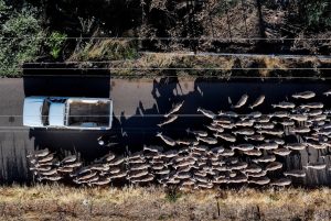Ευλογιά αιγοπροβάτων: Στο τραπέζι γενικό lockdown - Τι έρχεται μετά