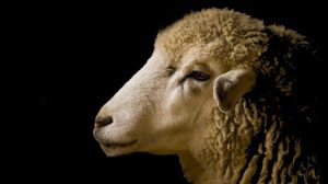 Ευλογιά αιγοπροβάτων: Ποιοι απαρτίζουν την ομάδα κρούσης – Όλα τα ονόματα και οι ρόλοι